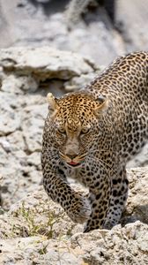 Превью обои леопард, дикое животное, большая кошка, камни, дикая природа