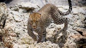 Превью обои леопард, дикое животное, большая кошка, камни, дикая природа