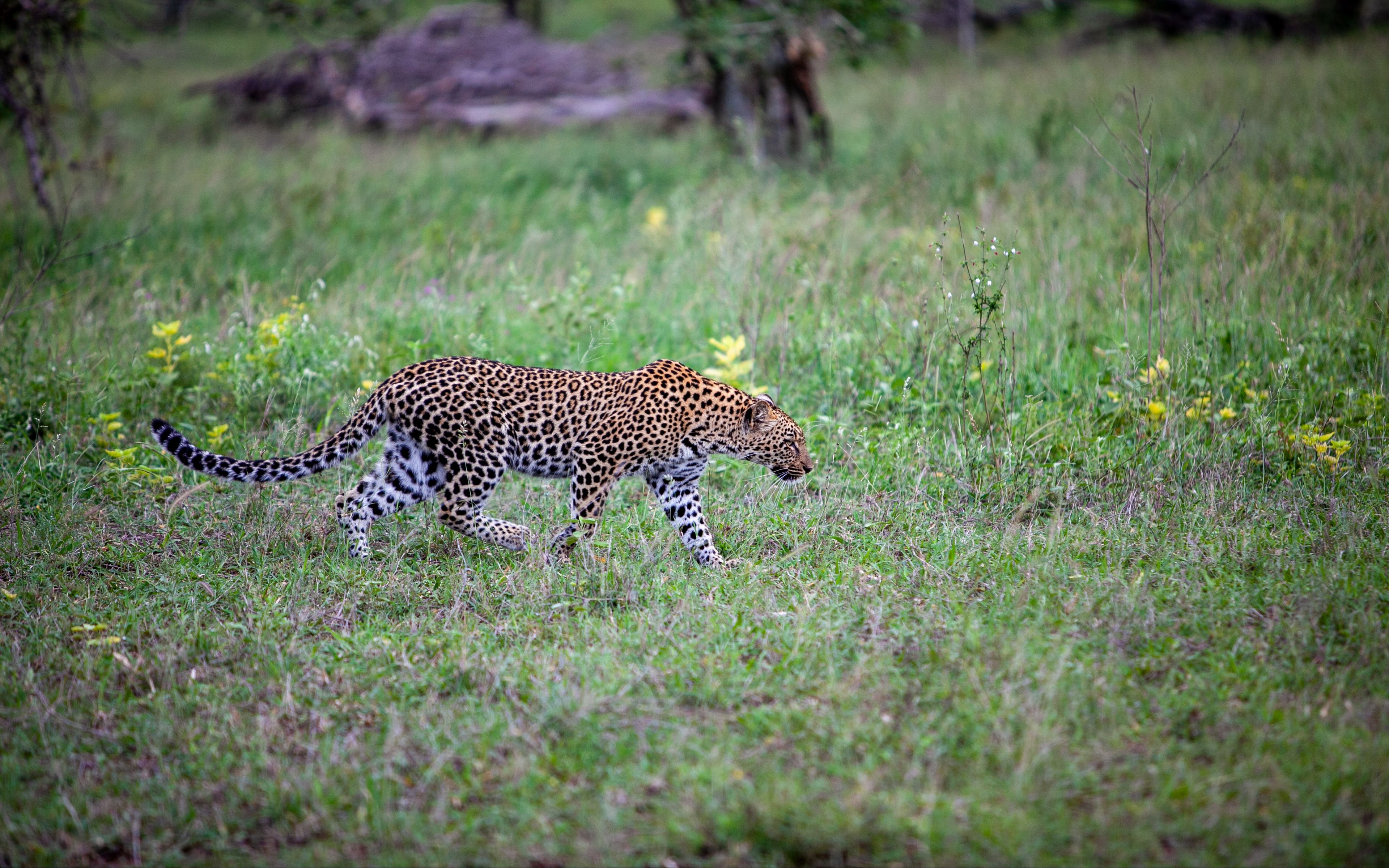 Видео диких хищников. Хищники в дикой природе. Леопард в движении. Хищники фото дикой природы.