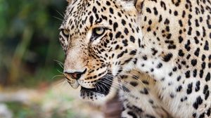 Превью обои леопард, движение, хищник, большая кошка, животное, лапа
