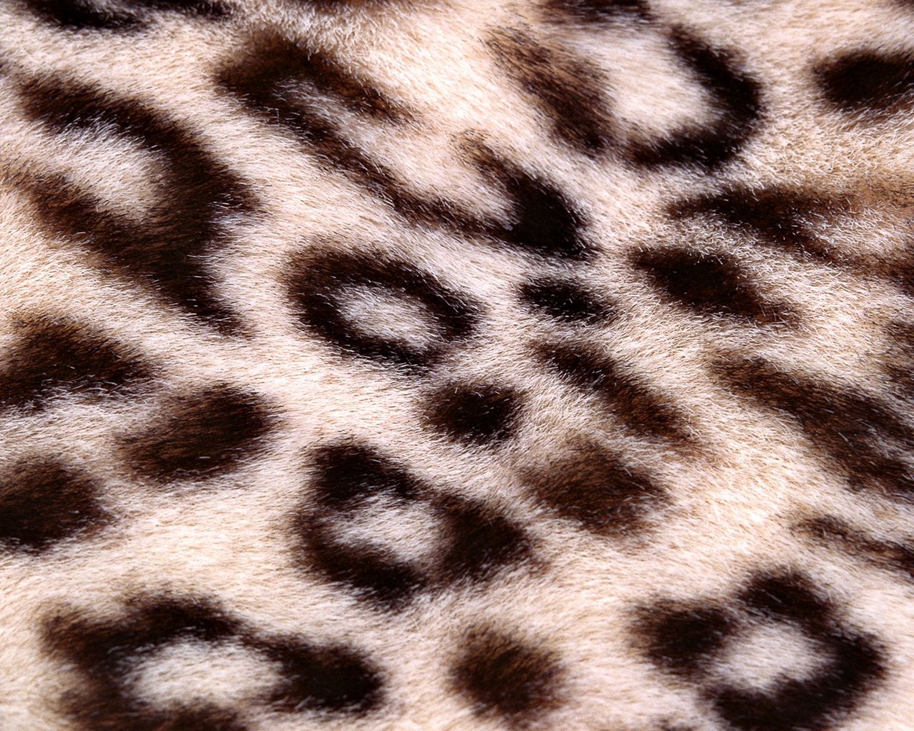 Пестрая шкура. Леопардовый фон. Леопардовая шкура. Леопард текстура. Леопард обои.