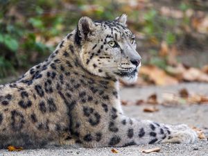 Превью обои леопард, глаза, хищник, животное, дикая природа