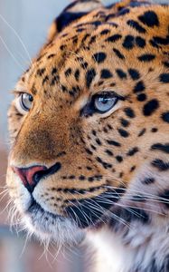 Превью обои леопард, голубоглазый, взгляд, хищник