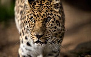 Превью обои леопард, хищник, агрессия, взгляд, большая кошка