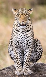Превью обои леопард, хищник, большая кошка, животное, дикий, камень
