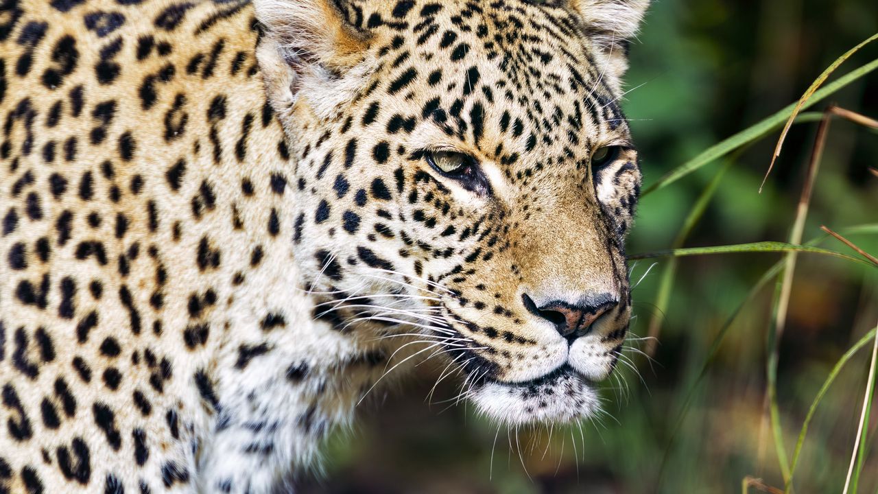 Обои леопард, хищник, большая кошка, дикий, дикая природа