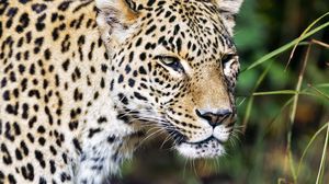Превью обои леопард, хищник, большая кошка, дикий, дикая природа