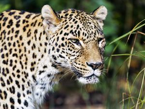 Превью обои леопард, хищник, большая кошка, дикий, дикая природа