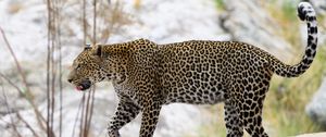 Превью обои леопард, хищник, большая кошка, дикий, животное, размытие