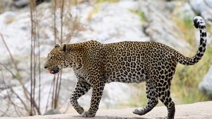 Превью обои леопард, хищник, большая кошка, дикий, животное, размытие