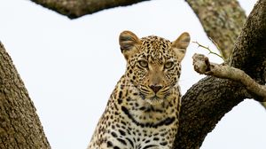 Превью обои леопард, хищник, большая кошка, дерево, дикая природа