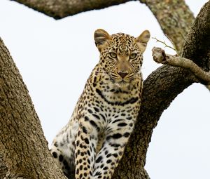 Превью обои леопард, хищник, большая кошка, дерево, дикая природа