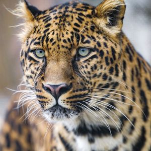 Превью обои леопард, хищник, большая кошка, взгляд