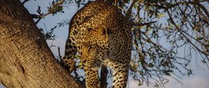 Превью обои леопард, хищник, большая кошка, взгляд, дерево