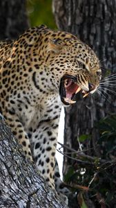 Превью обои леопард, хищник, большая кошка, оскал, дикая природа