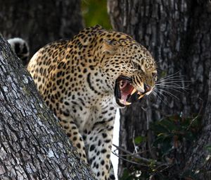 Превью обои леопард, хищник, большая кошка, оскал, дикая природа
