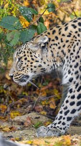 Превью обои леопард, хищник, большая кошка, листья