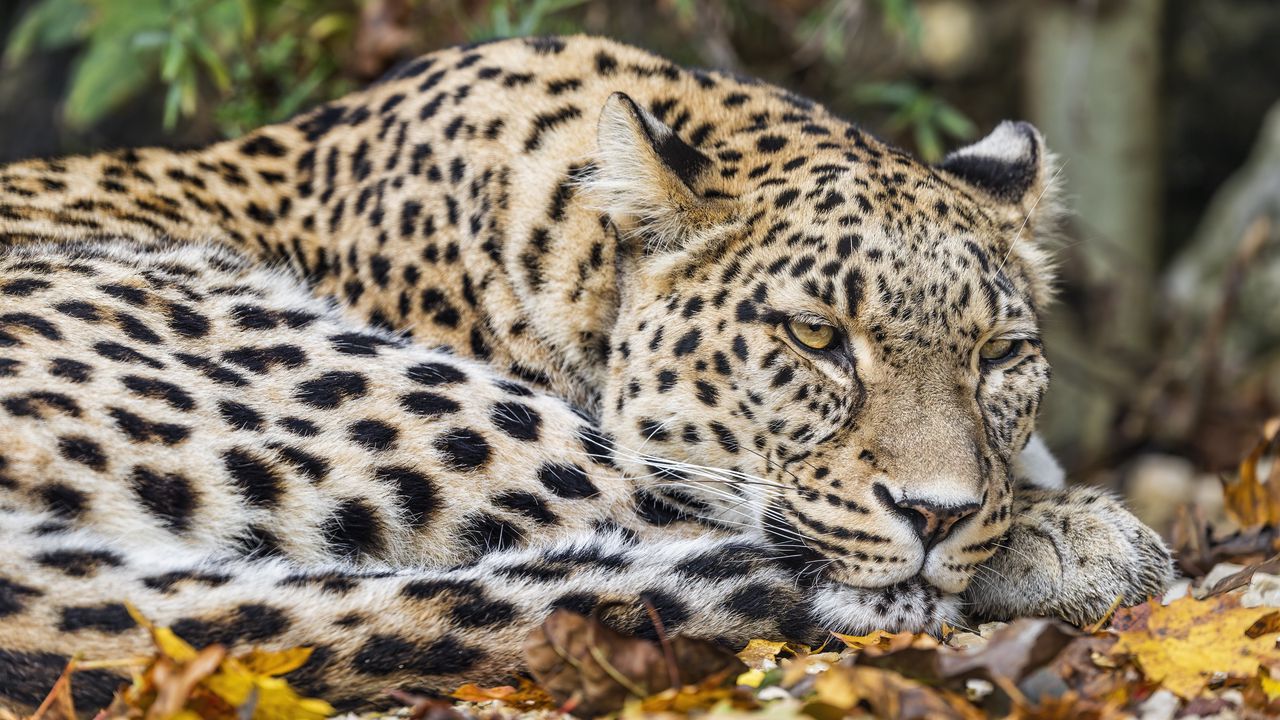 Обои леопард, хищник, большая кошка, животное, листья