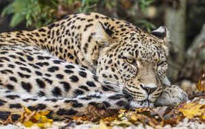 Превью обои леопард, хищник, большая кошка, животное, листья
