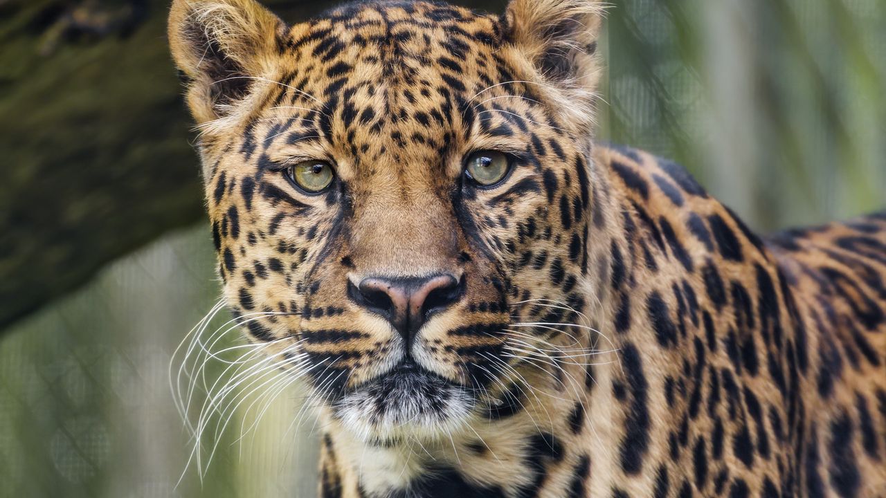 Обои леопард, хищник, большая кошка, животное, трава