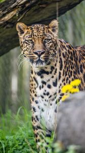 Превью обои леопард, хищник, большая кошка, животное, трава