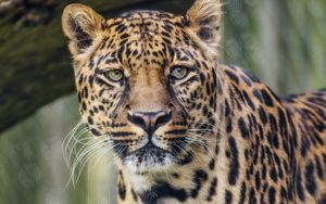 Превью обои леопард, хищник, большая кошка, животное, трава