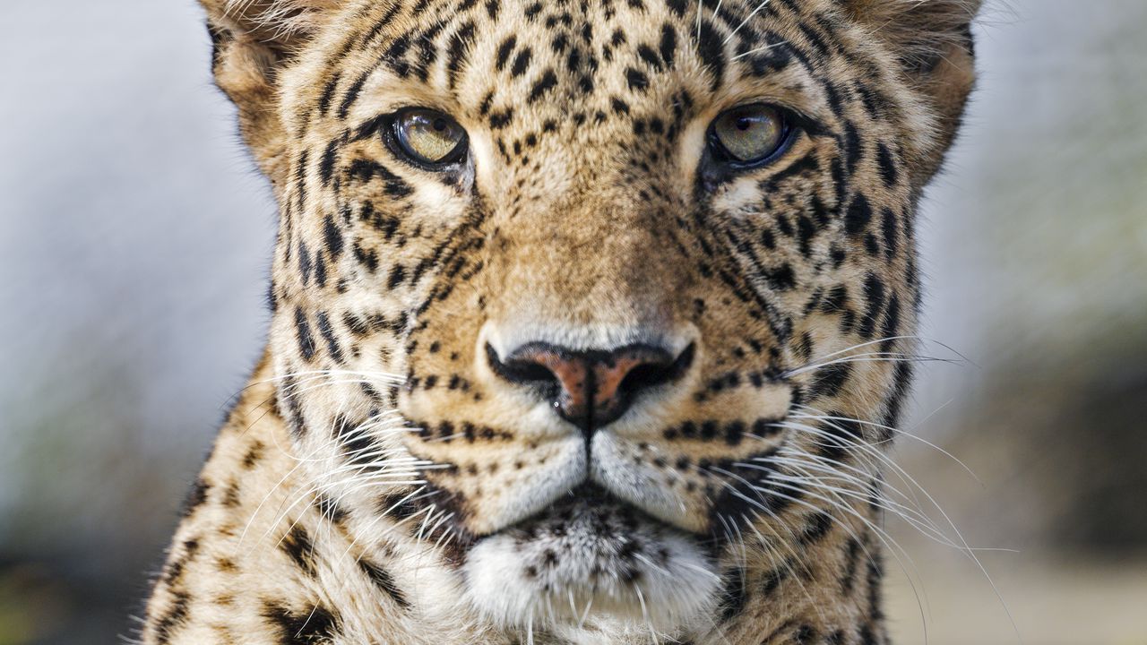 Обои леопард, хищник, дикий, дикое животное, большая кошка