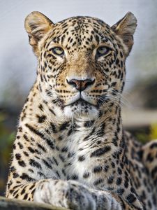 Превью обои леопард, хищник, дикий, дикое животное, большая кошка