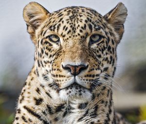 Превью обои леопард, хищник, дикий, дикое животное, большая кошка