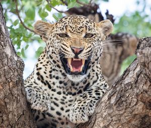 Превью обои леопард, хищник, клыки, большая кошка, дерево