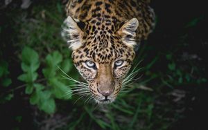 Скачать 3840x2400 леопард - красавец в мире хищников Обои 4k ultra hd 16:10