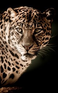Превью обои леопард, хищник, морда, взгляд