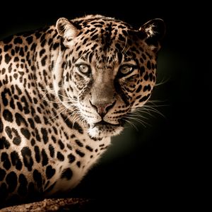 Превью обои леопард, хищник, морда, взгляд