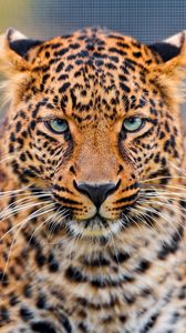 Превью обои леопард, хищник, морда, пятнистый, большая кошка