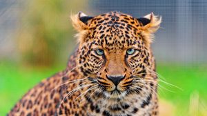 Превью обои леопард, хищник, морда, пятнистый, большая кошка