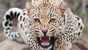 Превью обои леопард, хищник, морда, оскал, агрессия