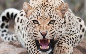 Превью обои леопард, хищник, морда, оскал, агрессия