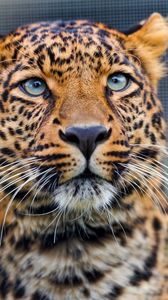 Превью обои леопард, хищник, морда, взгляд, наблюдать