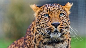 Превью обои леопард, хищник, морда, взгляд, наблюдать