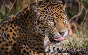 Превью обои леопард, хищник, облизывается, большая кошка