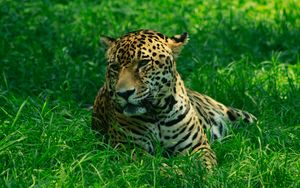 Превью обои леопард, хищник, трава, большая кошка, дикий