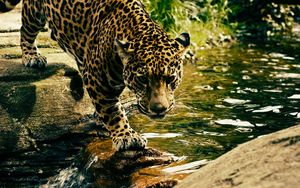 Превью обои леопард, хищник, вода, большая кошка