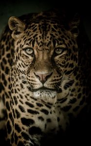 Превью обои леопард, хищник, взгляд, большая кошка, темный