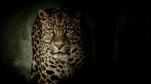Превью обои леопард, хищник, взгляд, большая кошка, темный