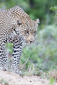 Превью обои леопард, хищник, взгляд, большая кошка, пятна