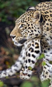 Превью обои леопард, хищник, животное, дикий, размытие