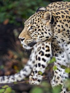 Превью обои леопард, хищник, животное, дикий, размытие