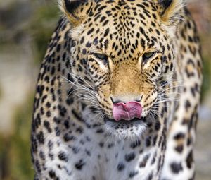 Превью обои леопард, хищник, животное, высунутый язык