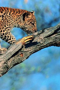 Превью обои леопард, хвост, дерево