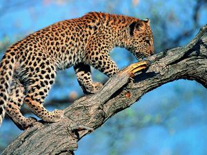 Превью обои леопард, хвост, дерево